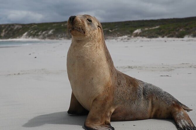 Kangaroo Island 2-Day Wildlife Adventure Small Group tour - FAQ