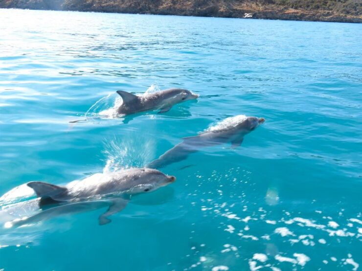 Kangaroo Island: 2-Hour Dolphin, Seal and Snorkeling Tour - Activity Details