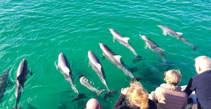 Kangaroo Island: 75-Minute Coastal Safari - Activity Details