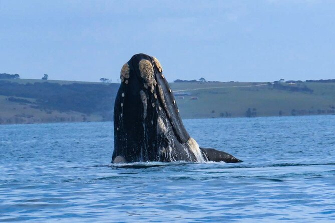 Kangaroo Island 75-Minute Ocean Safari - Overview and Experience