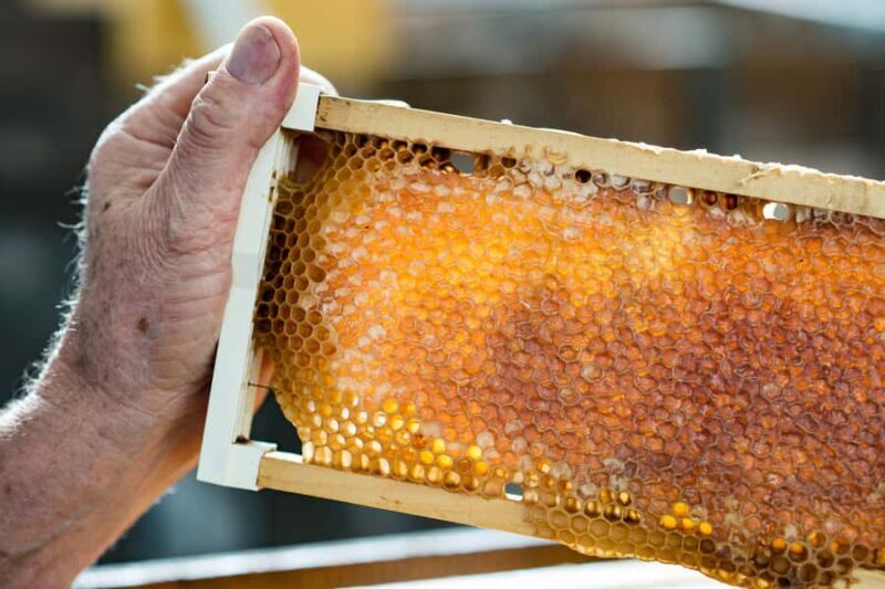 Kangaroo Island: Food and Wine Guided Day Tour - Good To Know  