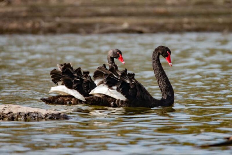 Kangaroo Island: Food and Wine Guided Day Tour - Who Would Love This Tour?