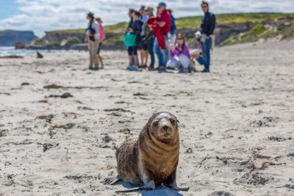 Kangaroo Island Full Day Experience by Ferry Including Lunch - Cancellation Policy