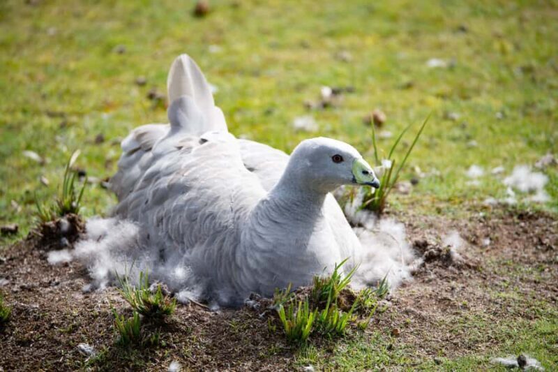 Kangaroo Island: Full Day Guided Flinders Chase Focus Tour - Final Thoughts