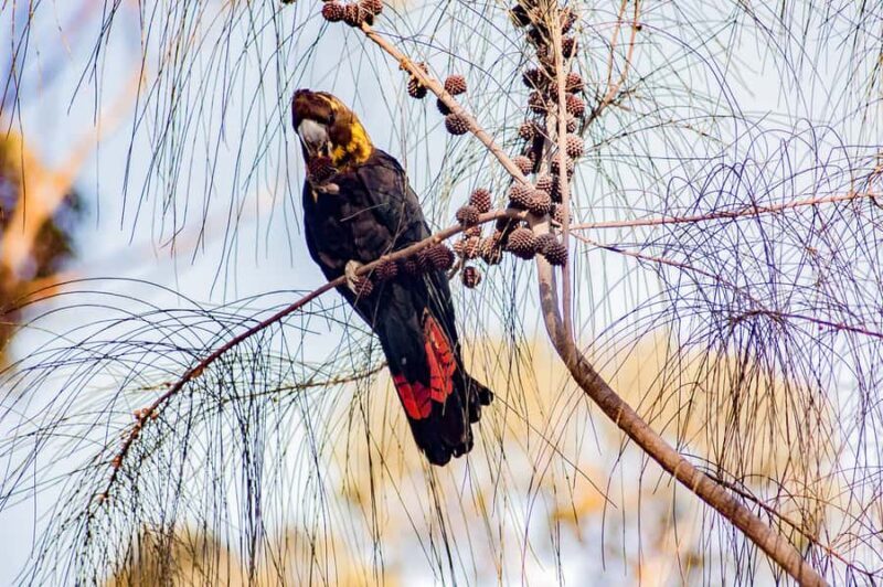 Kangaroo Island: Full-Day Guided Island Life Tour - Food and Drink: A Highlight in Its Own Right