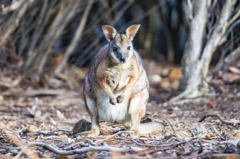 Kangaroo Island: Full-Day Guided Island Life Tour - Price and Overall Value