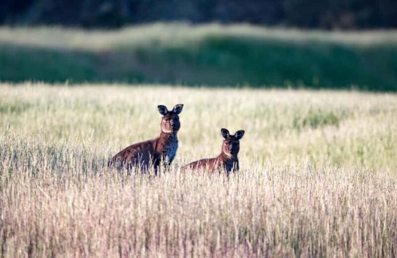Kangaroo Island: Full-Day Guided Island Life Tour - Who Should Book This Tour?