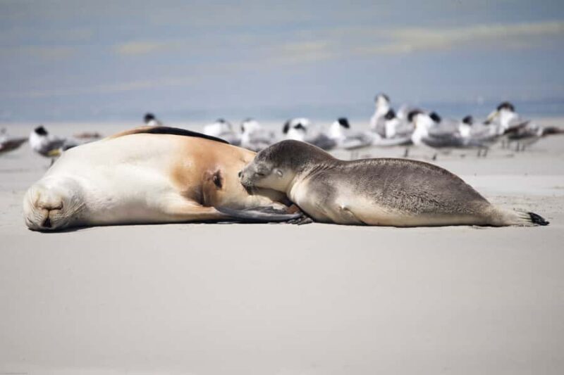 Kangaroo Island: Full-Day Guided Island Life Tour - The Sum Up