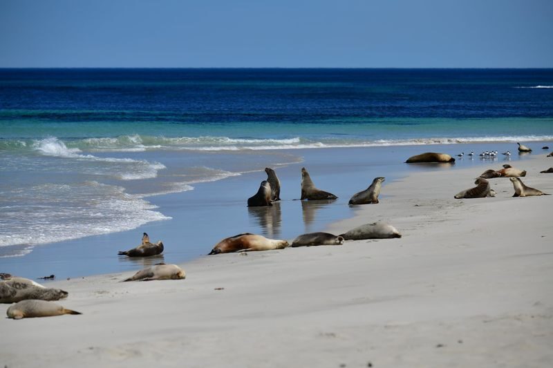 Kangaroo Island Guided Day Tour - Guides and group size: organised, but not a private tour