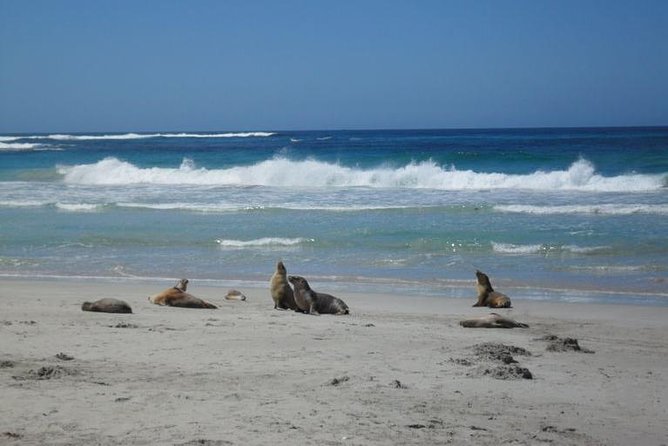 Kangaroo Island in a Day Tour From Adelaide - Overview of Kangaroo Island Tour