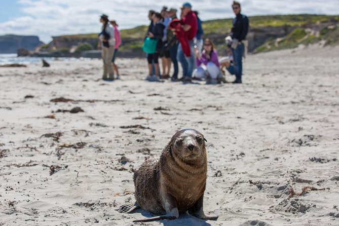 Kangaroo Island in a Day Tour From Adelaide - Cancellation Policy and Weather Conditions
