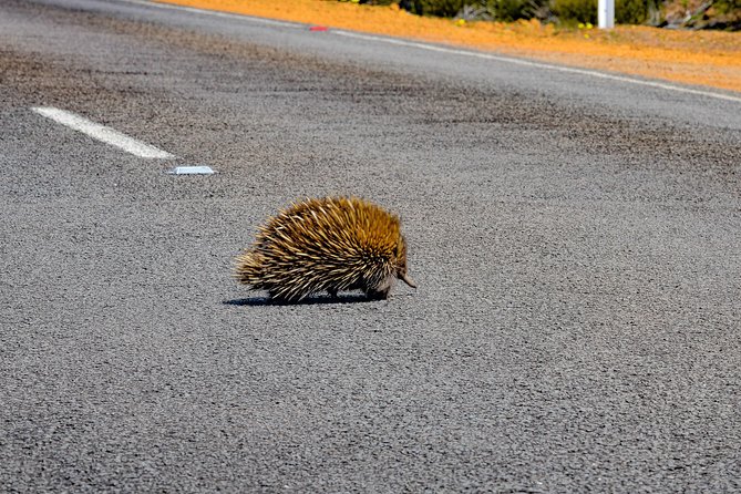 Kangaroo Island Luxury Small Group Flinders Chase Focus Full Day Tour - Opportunities for Photography in Flinders Chase National Park