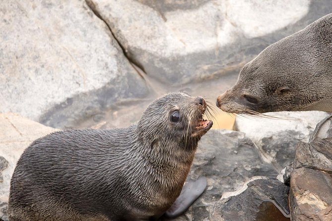 Kangaroo Island Luxury Small Group Flinders Chase Focus Full Day Tour - Additional Information About the Tour