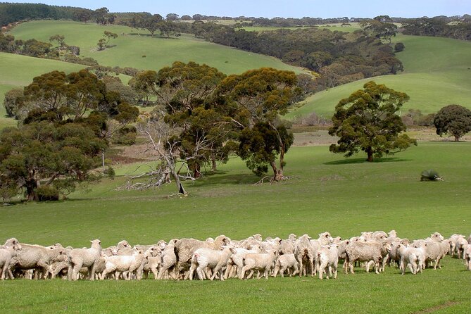 Kangaroo Island Luxury Small Group Island Life Full Day Tour - Tour Details