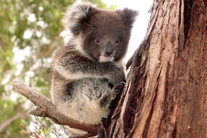 Kangaroo Island Luxury Small Group Island Life Full Day Tour - Pricing