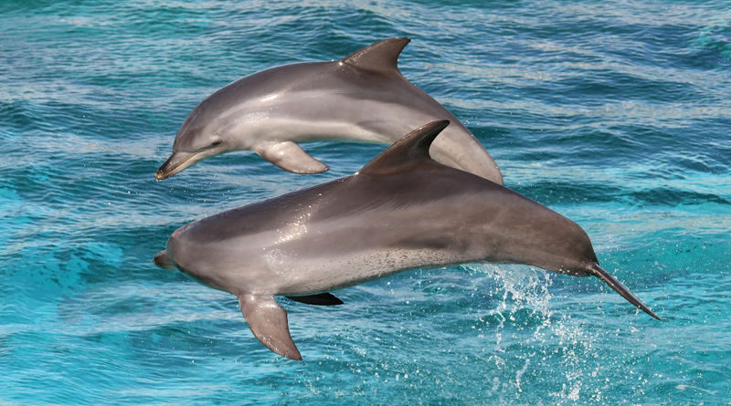 Kangaroo Island Ocean Safari and Snorkeling Experience in Adelaide - A Penneshaw Start at Christmas Cove