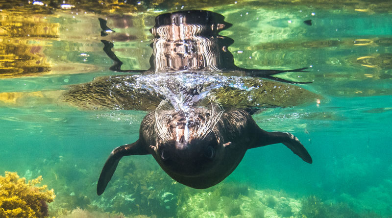 Kangaroo Island Ocean Safari and Snorkeling Experience in Adelaide - Coastline, Wildlife, and Time on the Water