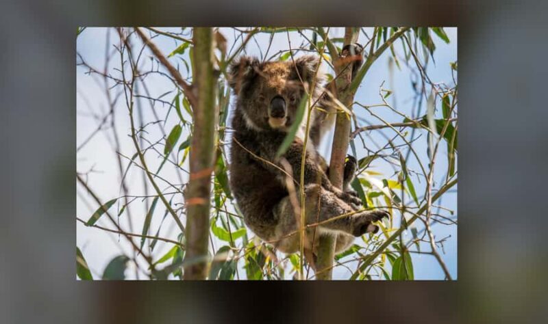 Kangaroo Island: Private 4WD Tour with Picnic Lunch - Good To Know