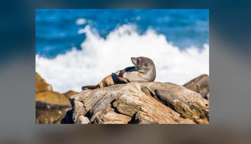 Kangaroo Island: Private 4WD Tour with Picnic Lunch - Pricing and Value