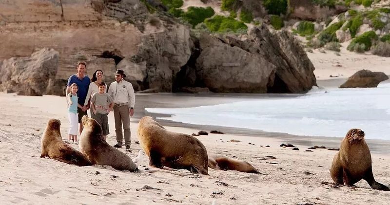 Kangaroo Island Scenic Nature and Wildlife Day Tour - Key points to know