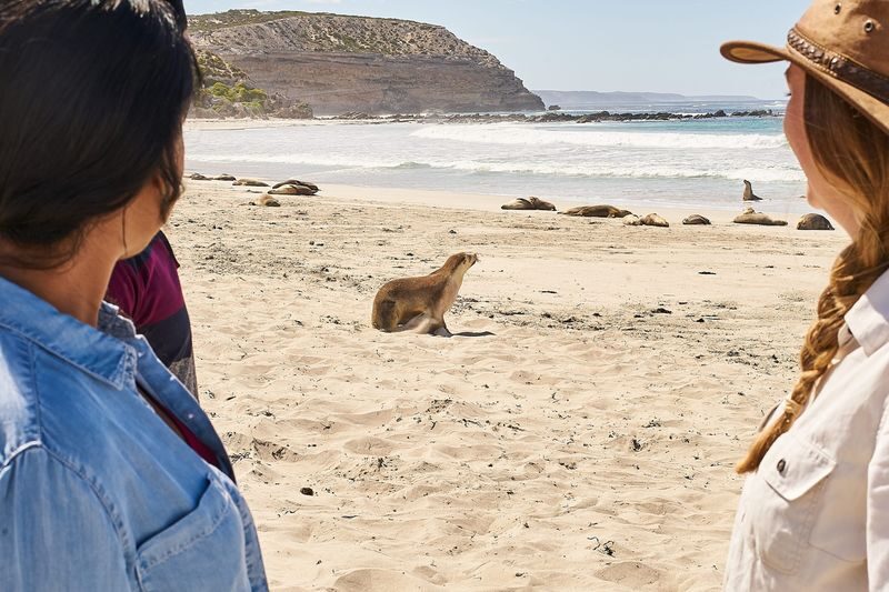 Kangaroo Island Scenic Nature and Wildlife Day Tour - Who will get the most from this day