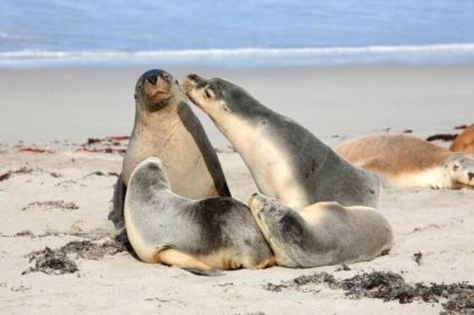 Kangaroo Island Scenic Nature and Wildlife Day Tour - Tour Details and Inclusions