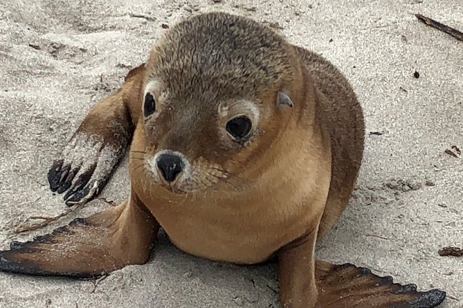Kangaroo Island Scenic Nature and Wildlife Day Tour - Tour Guides and Visitor Reviews