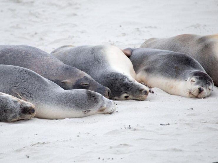 Kangaroo Island Seal Bay Beach Experience - Guided Tour - Tour Duration and Cancellation Policy