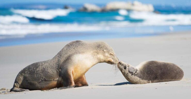 Kangaroo Island Seal Bay Beach Experience - Guided Tour - Live Tour Guide and Availability