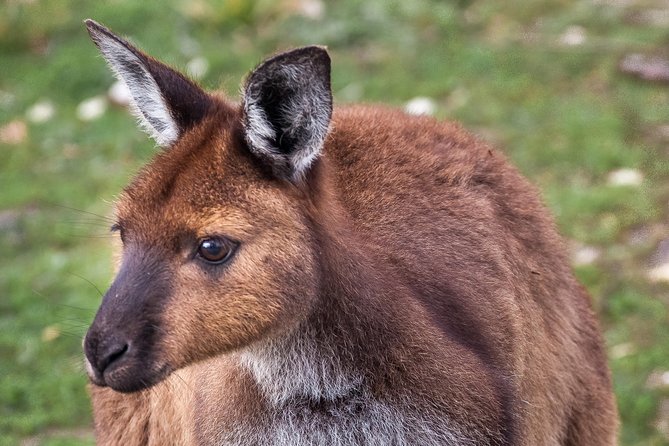 Kangaroo Island Shore Excursion Scenic Trail Tour - Travel Insurance and Cancellation Policy