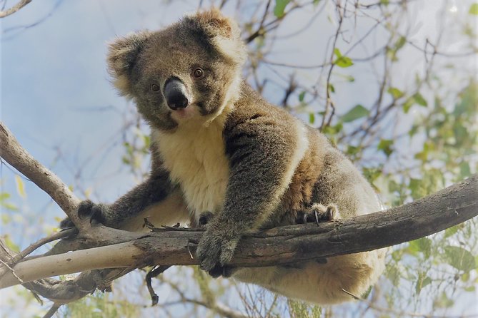 Kangaroo Island Shore Excursion Scenic Trail Tour - Reviews