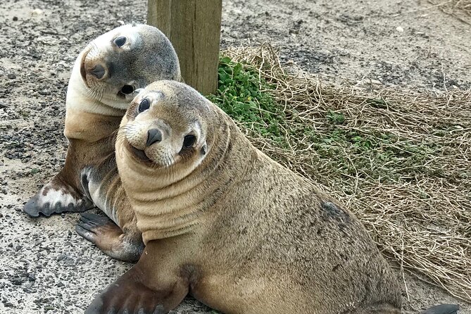 Kangaroo Island Shore Excursion Scenic Trail Tour - Tour Highlights and Wildlife