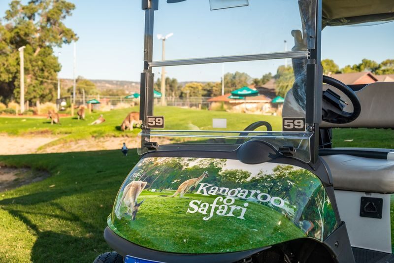 Kangaroo Safari & Mini-Golf in the Swan Valley - Kangaroos on the golf course