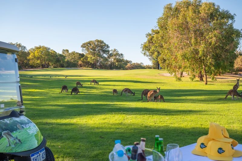 Kangaroo Safari & Mini-Golf in the Swan Valley - An electric buggy ride, not a long hike