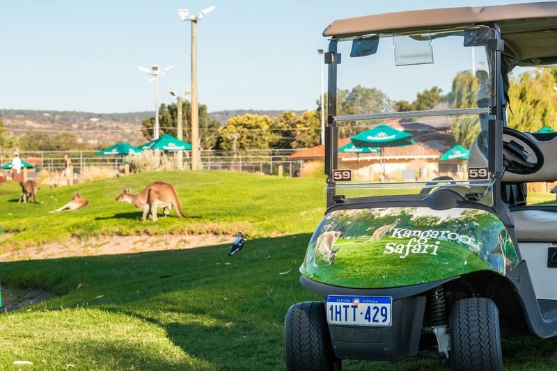 Kangaroo Safari & Mini-Golf in the Swan Valley - A drink, but not a meal