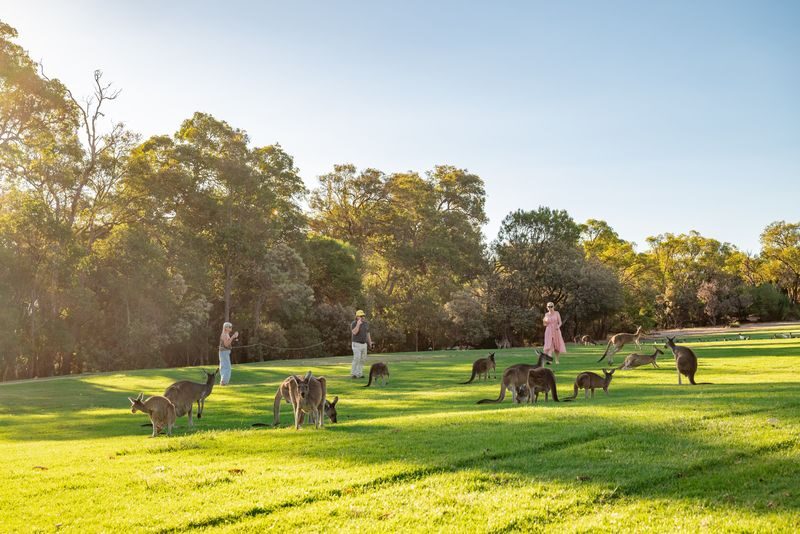 Kangaroo Safari & Mini-Golf in the Swan Valley - Who will enjoy this outing