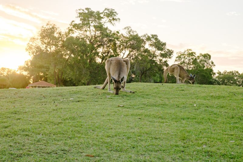 Kangaroo Safari & Mini-Golf in the Swan Valley - Should you book the Kangaroo Safari and Mini-Golf?