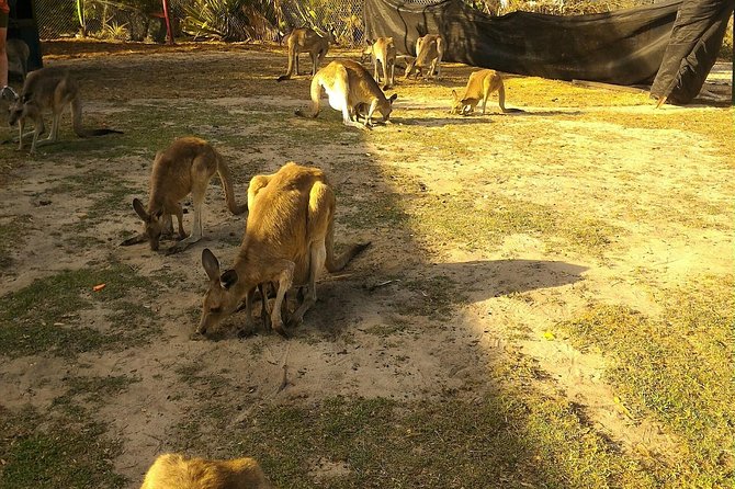 Kangaroo & Sunset Scooter Tour - Meeting Point and Start Time