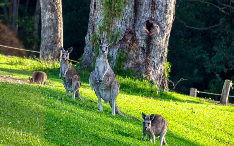 Kangaroo Valley & Kiama Scenic Full-Day Tour - Sea Cliff Bridge: a view worth taking time over