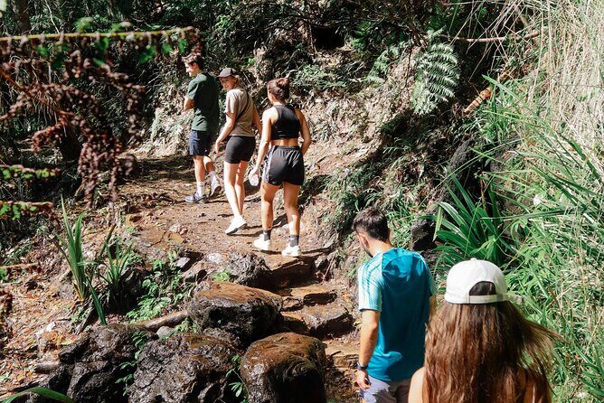 Kangaroos, 6 Springbrook Waterfalls and Natural Bridge Day Tour - The Enchanting Twin Falls Circuit