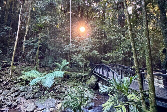 Kangaroos, 6 Springbrook Waterfalls and Natural Bridge Day Tour - The Value of a Full-Day Experience