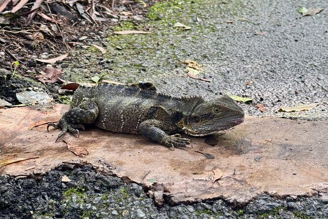 Kangaroos, 6 Springbrook Waterfalls and Natural Bridge Day Tour - The Sum Up