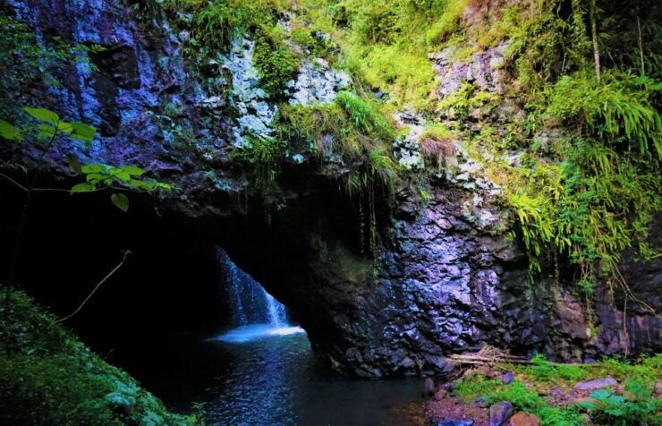 Kangaroos, Rainforest & Waterfalls Experience Gold Coast - Duration and Availability
