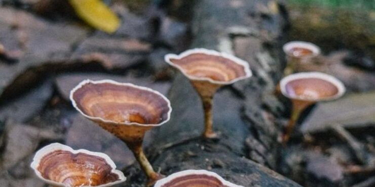 Kanneliya Forest Discovery: Guided Nature Expedition" - Overview of Kanneliya Forest Reserve