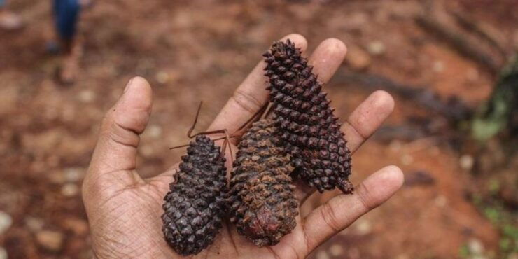 Kanneliya Forest Discovery: Guided Nature Expedition" - Guided Nature Trail