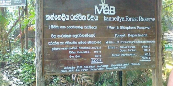 Kanneliya Forest Discovery: Guided Nature Expedition" - Scenic Streams and Cascades