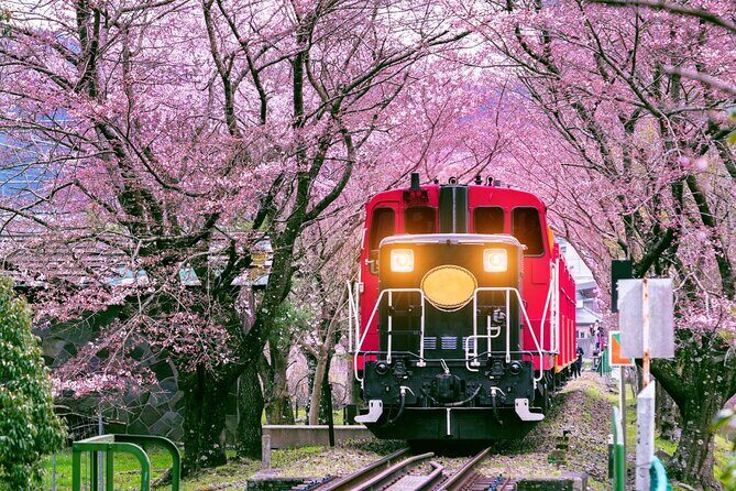 Kansai Day Trip Nara Deer, Torii Gates and Arashiyama - Good To Know