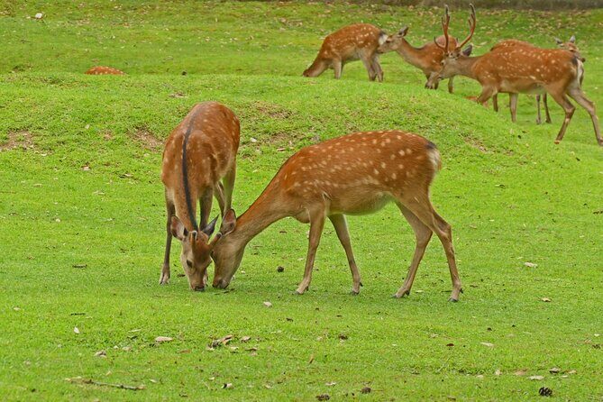 Kansai Day Trip Nara Deer, Torii Gates and Arashiyama - Final Thoughts