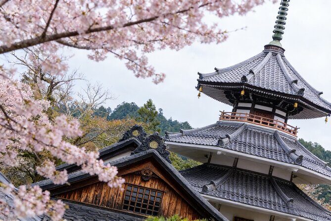 Kansai Hidden Cherry Blossom Gems Seasonal Exclusive Day Trip - What Travelers Can Expect