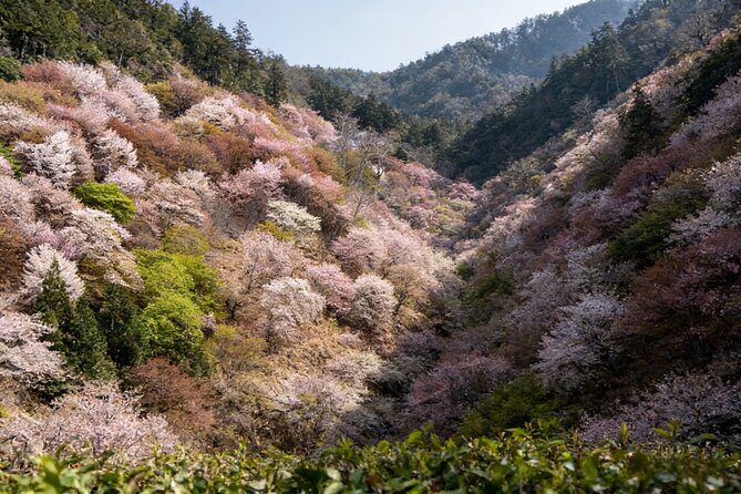 Kansai Hidden Cherry Blossom Gems Seasonal Exclusive Day Trip - The Sum Up: Is It Worth It?